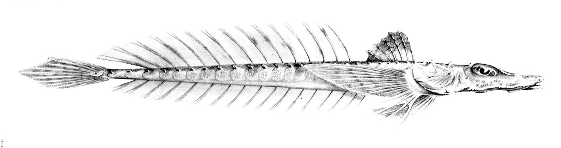 Hoplichthys ogilbyi