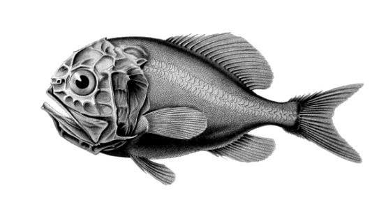 Hoplostethus atlanticus