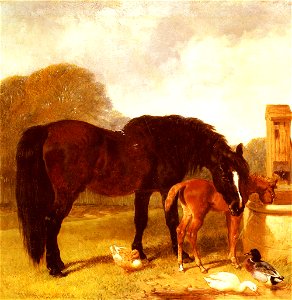 Horse and Foal watering at a trough. Free illustration for personal and commercial use.