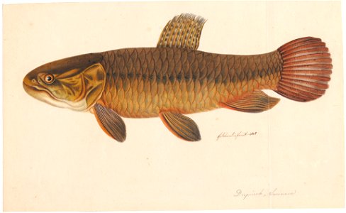 Hoplerythrinus unitaeniatus - 1828 - Print - Iconographia Zoologica - Special Collections University of Amsterdam - UBA01 IZAA100143. Free illustration for personal and commercial use.
