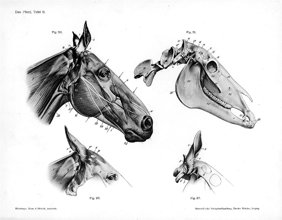 Horse anatomy head