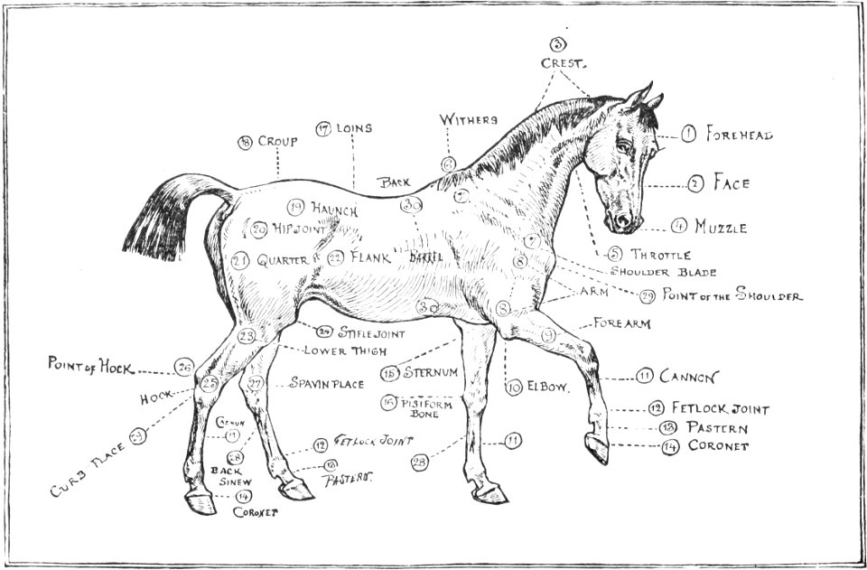 Horsemanship for women 152
