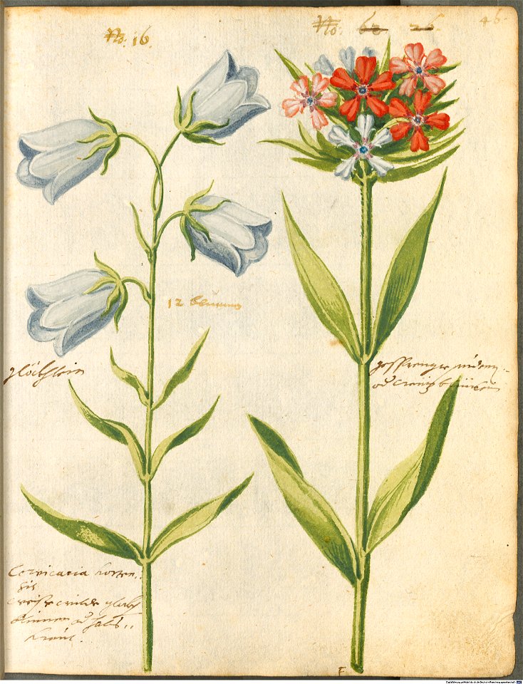 Hortulus Monheimensis - 102