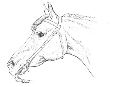 Horsemanship for women 032