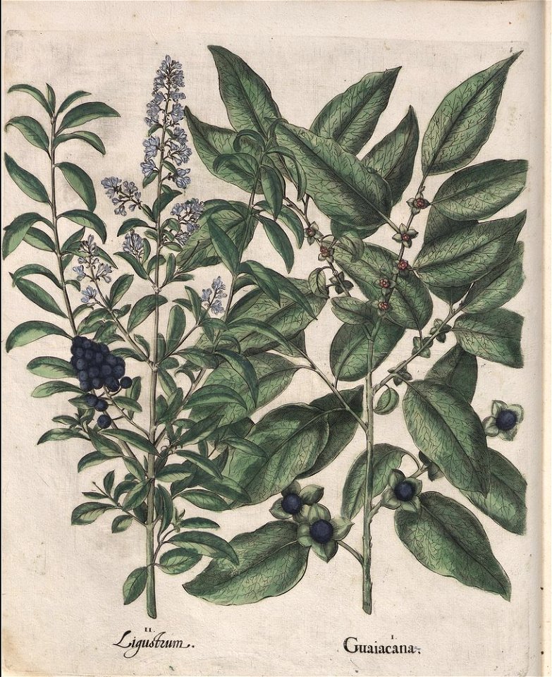 Hortus Eystettensis, 1613 (KU 2894-1 058) -Verna,0,13