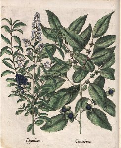 Hortus Eystettensis, 1613 (KU 2894-1 058) -Verna,0,13