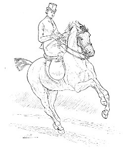 Horsemanship for women 096