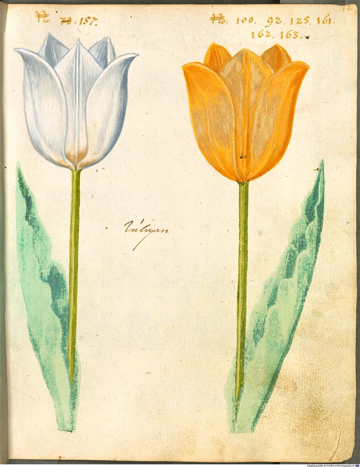 Hortulus Monheimensis - 035