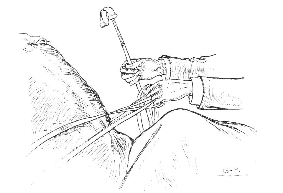 Horsemanship for women 071