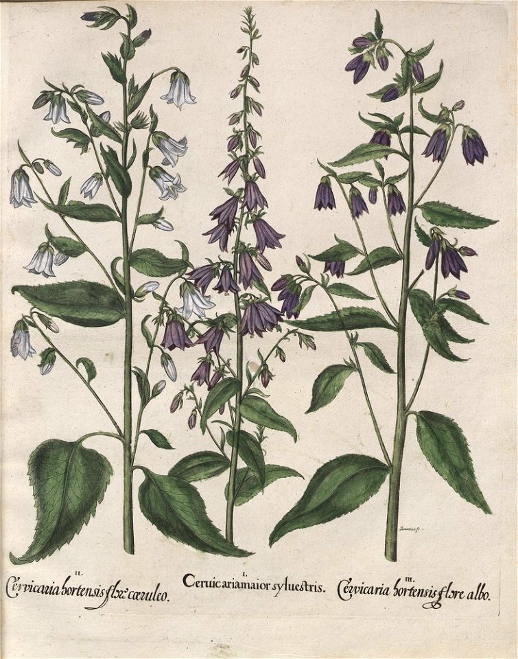 Hortus Eystettensis, 1613 (KU 2894-2 061) -Aestiva,1,6