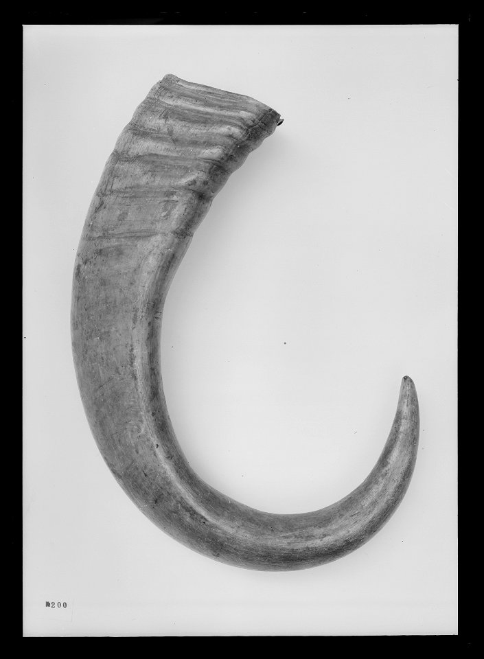 Horn - Livrustkammaren - 69384