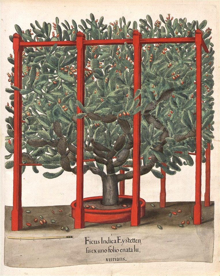 Hortus Eystettensis, 1613 (KU 2894-3 317) -Autumnalis,4,6