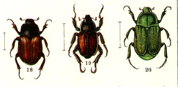 Hoplia Jacobs33 (cropped)
