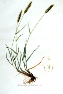 Hordeum pratense — Flora Batava — Volume v5