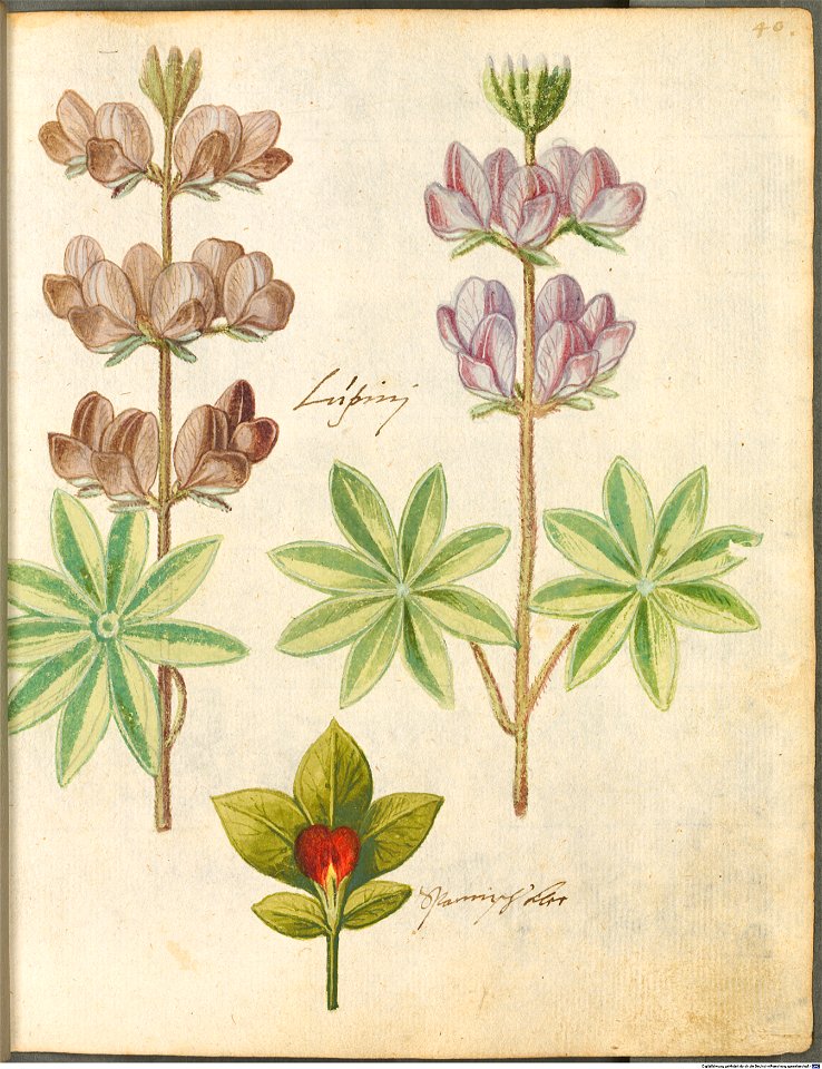 Hortulus Monheimensis - 090