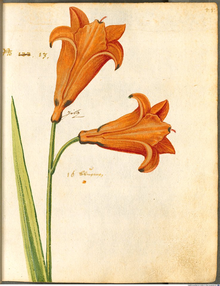 Hortulus Monheimensis - 098