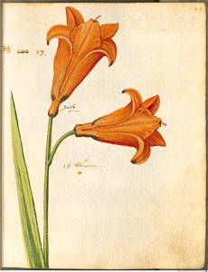 Hortulus Monheimensis - 098