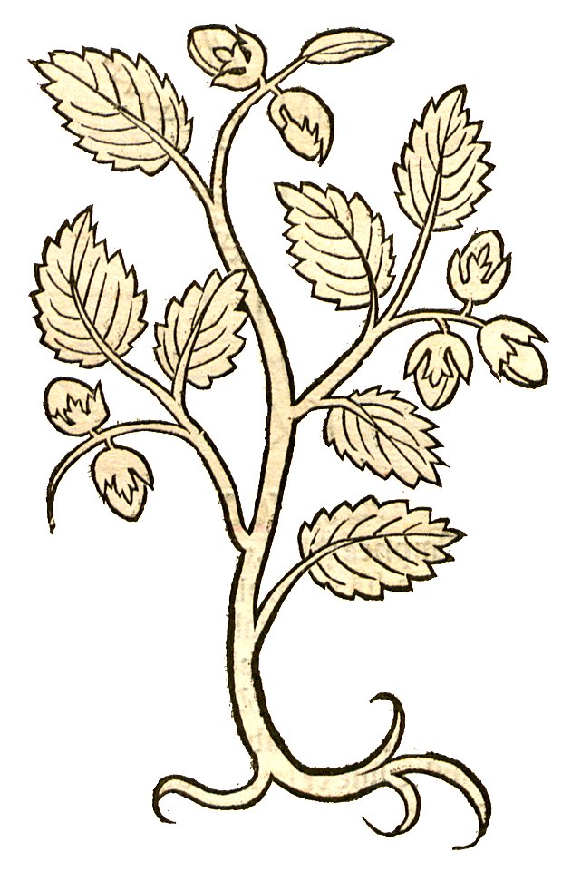 Hortus Avellana