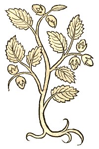 Hortus Avellana