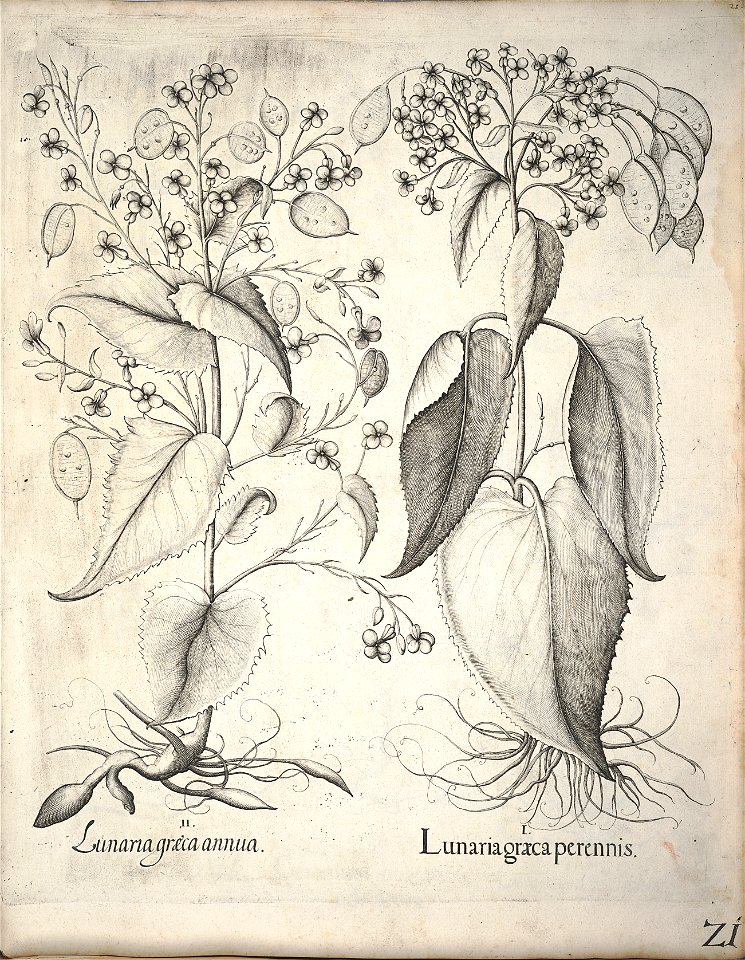 Hortus Eystettensis, 1640 (BHL 45339 032) - Classis Verna 21