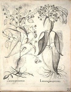 Hortus Eystettensis, 1640 (BHL 45339 032) - Classis Verna 21