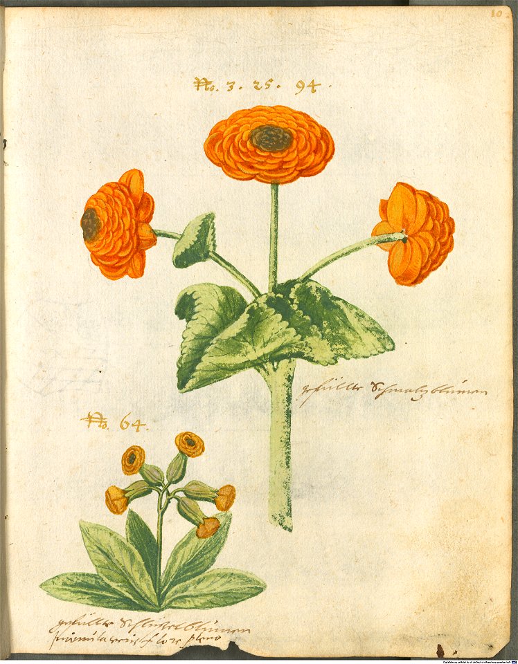 Hortulus Monheimensis - 031
