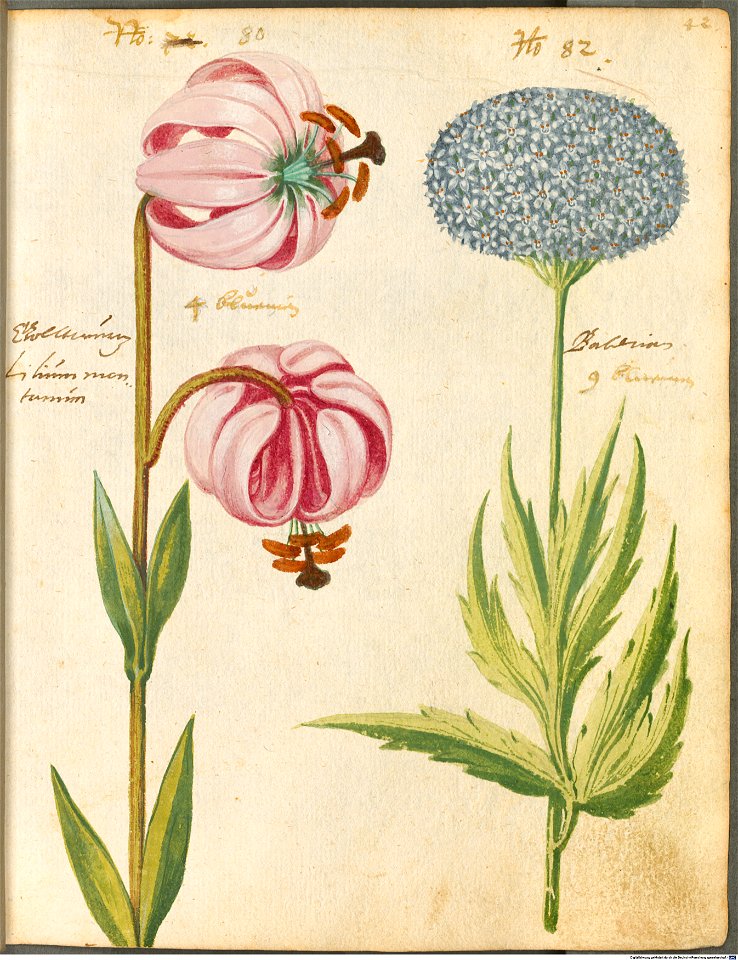 Hortulus Monheimensis - 094