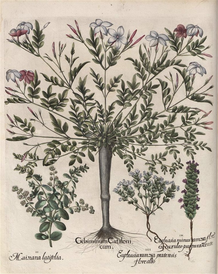 Hortus Eystettensis, 1613 (KU 2894-2 040) -Aestiva,0,13
