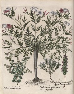 Hortus Eystettensis, 1613 (KU 2894-2 040) -Aestiva,0,13