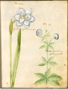 Hortulus Monheimensis - 043