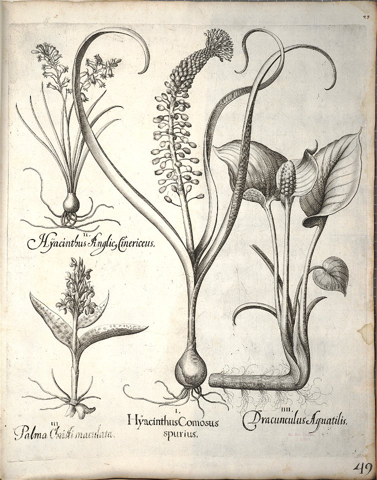 Hortus Eystettensis, 1640 (BHL 45339 060) - Classis Verna 49