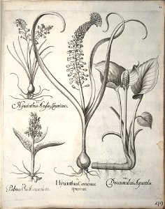 Hortus Eystettensis, 1640 (BHL 45339 060) - Classis Verna 49