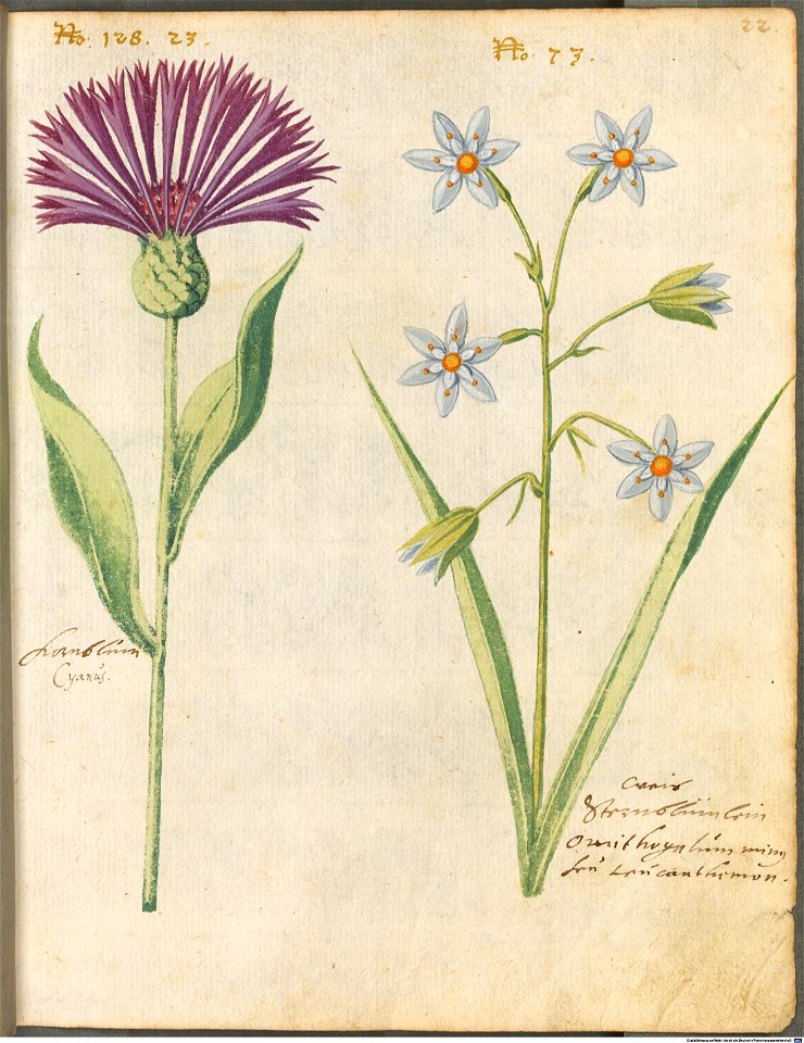Hortulus Monheimensis - 055