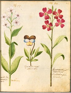 Hortulus Monheimensis - 063