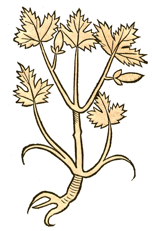 Hortis Staphisagria