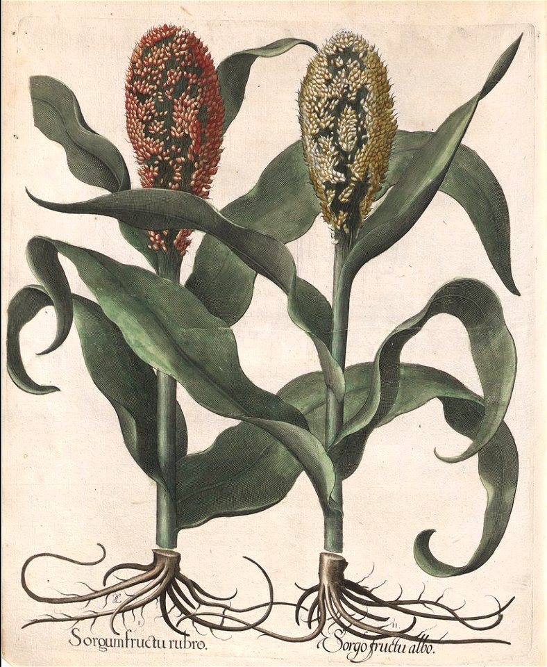 Hortus Eystettensis, 1613 (KU 2894-3 270) -Autumnalis,2,13