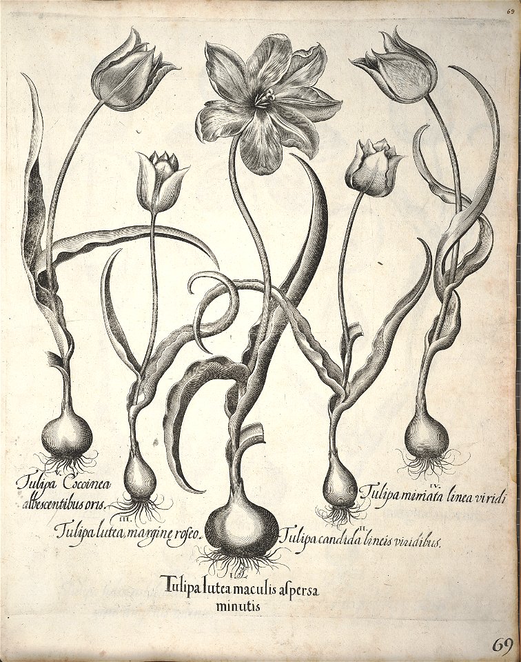 Hortus Eystettensis, 1640 (BHL 45339 080) - Classis Verna 69