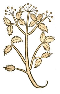 Hortus Coriandrum