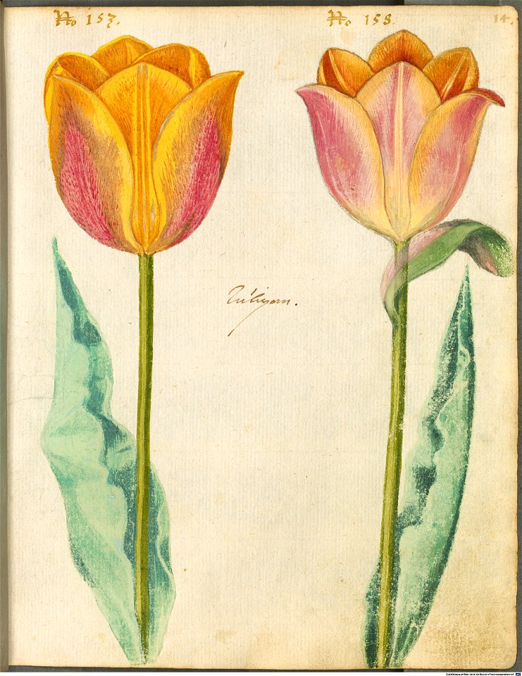 Hortulus Monheimensis - 039