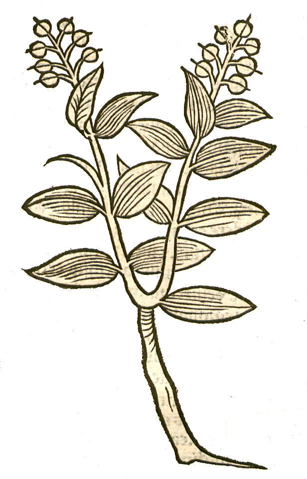 Hortus Edera