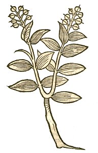 Hortus Edera