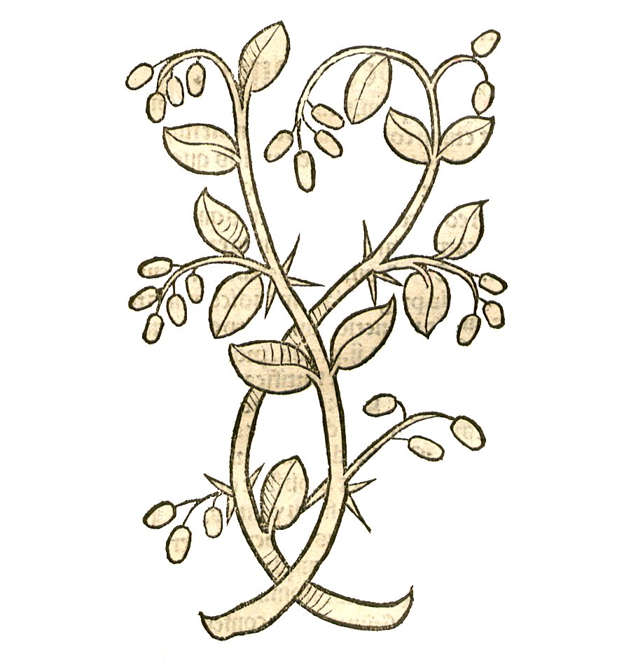 Hortus 1491 Berberis