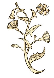 Hortus Cicorea