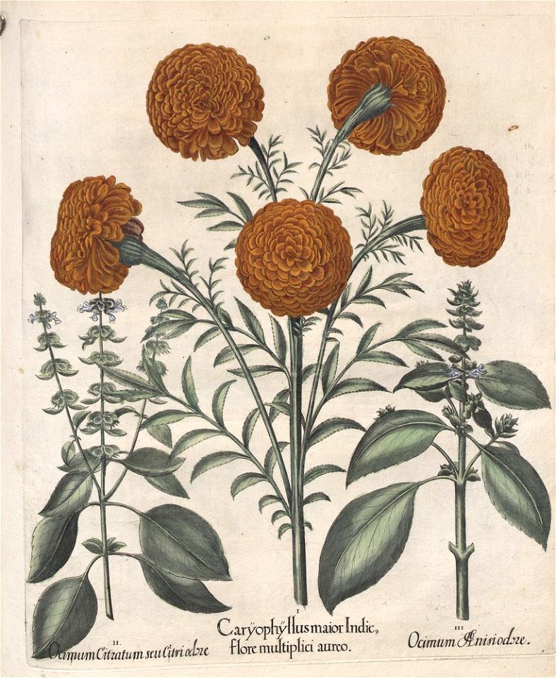 Hortus Eystettensis, 1613 (KU 2894-3 137) -Aestiva,14,2