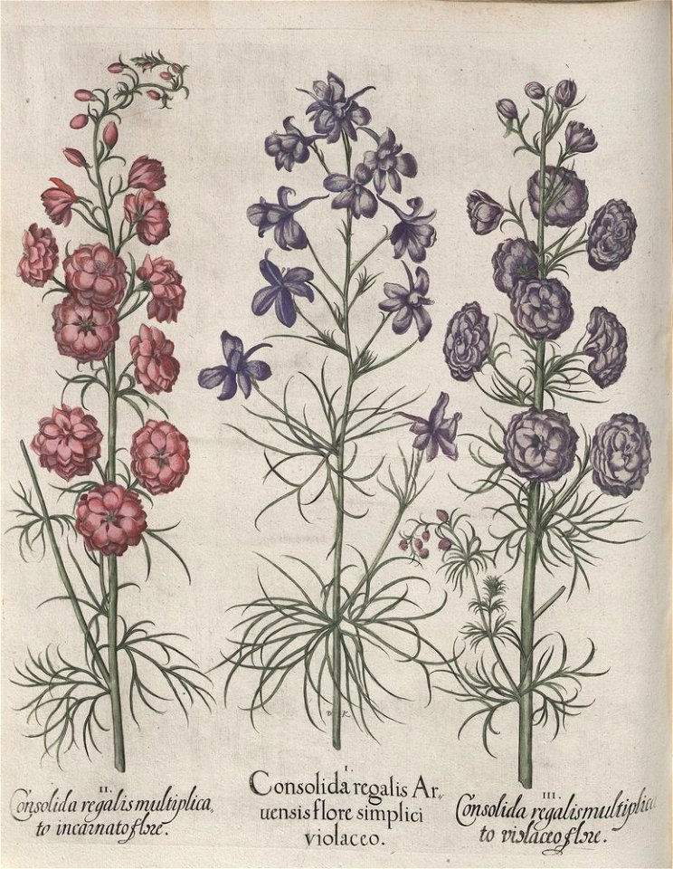Hortus Eystettensis, 1613 (KU 2894-2 124) -Aestiva,2,11