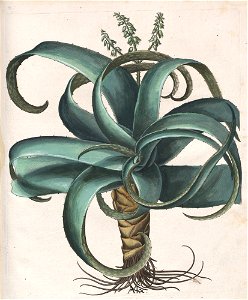 Hortus Eystettensis, 1613 (KU 2894-3 305) -Autumnalis,4,2