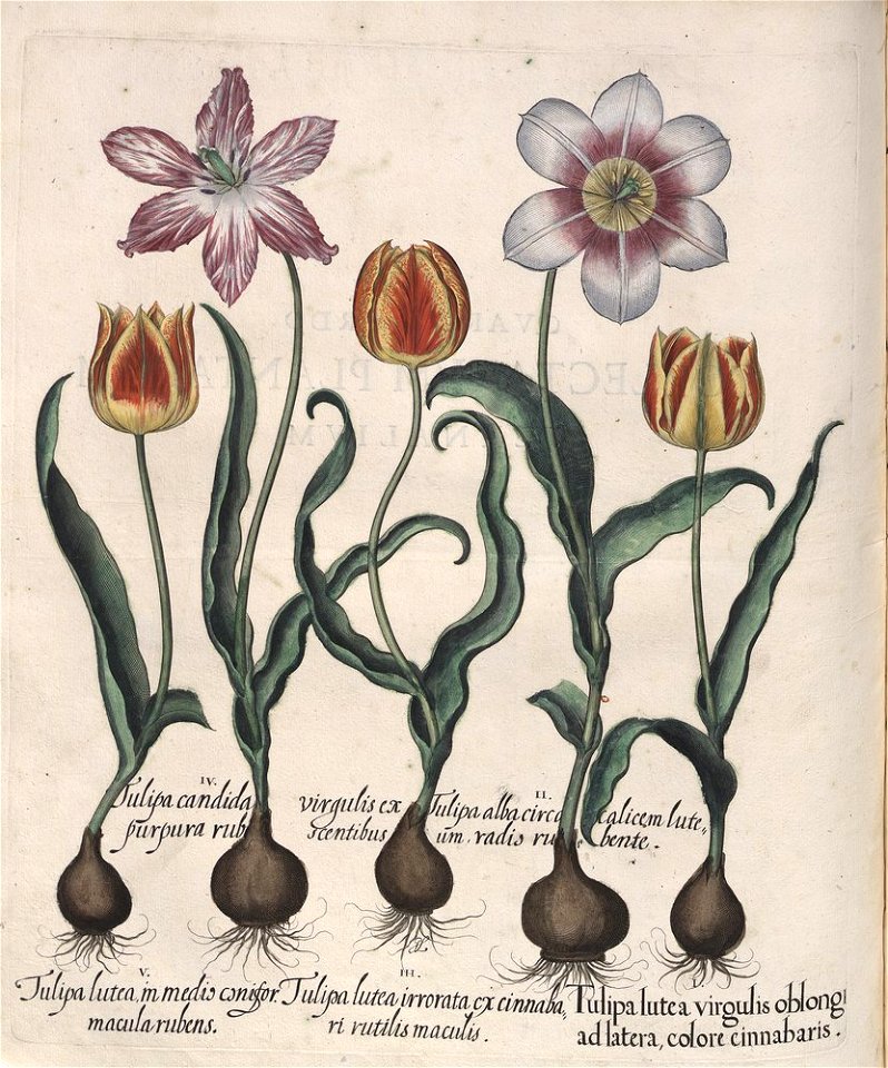 Hortus Eystettensis, 1613 (KU 2894-1 222) -Verna,4,1