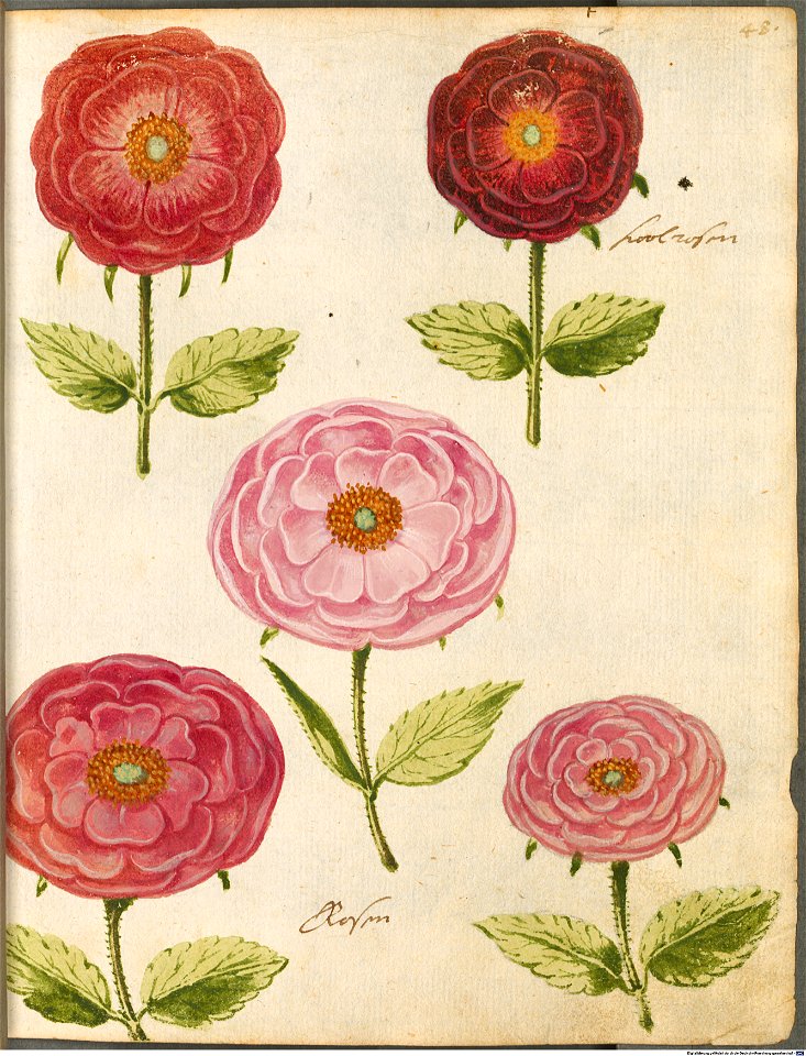 Hortulus Monheimensis - 106