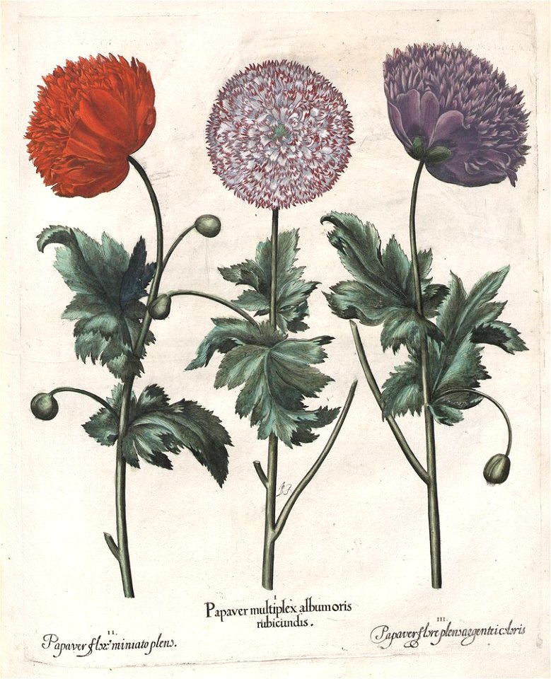 Hortus Eystettensis, 1613 (KU 2894-3 097) -Aestiva,12,10