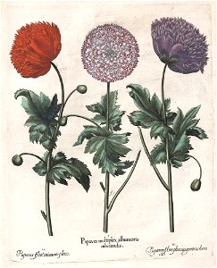 Hortus Eystettensis, 1613 (KU 2894-3 097) -Aestiva,12,10